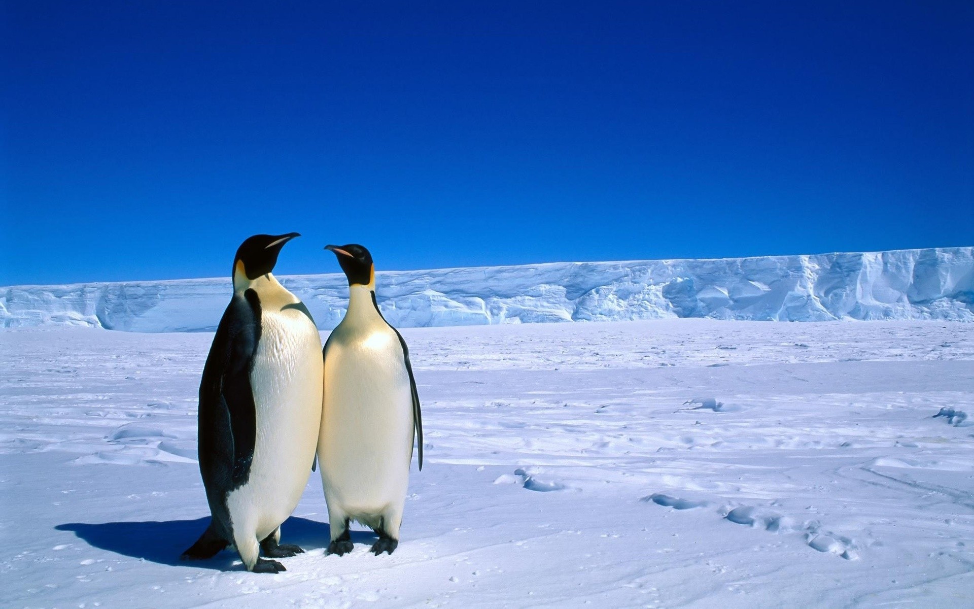 penguin snow winter frosty cold ice frozen polar iceberg frost outdoors nature penguins antarctic travel snowscape animals