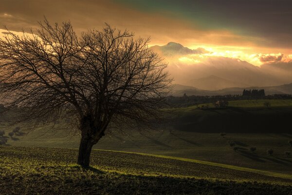 Autumn tree at sunset