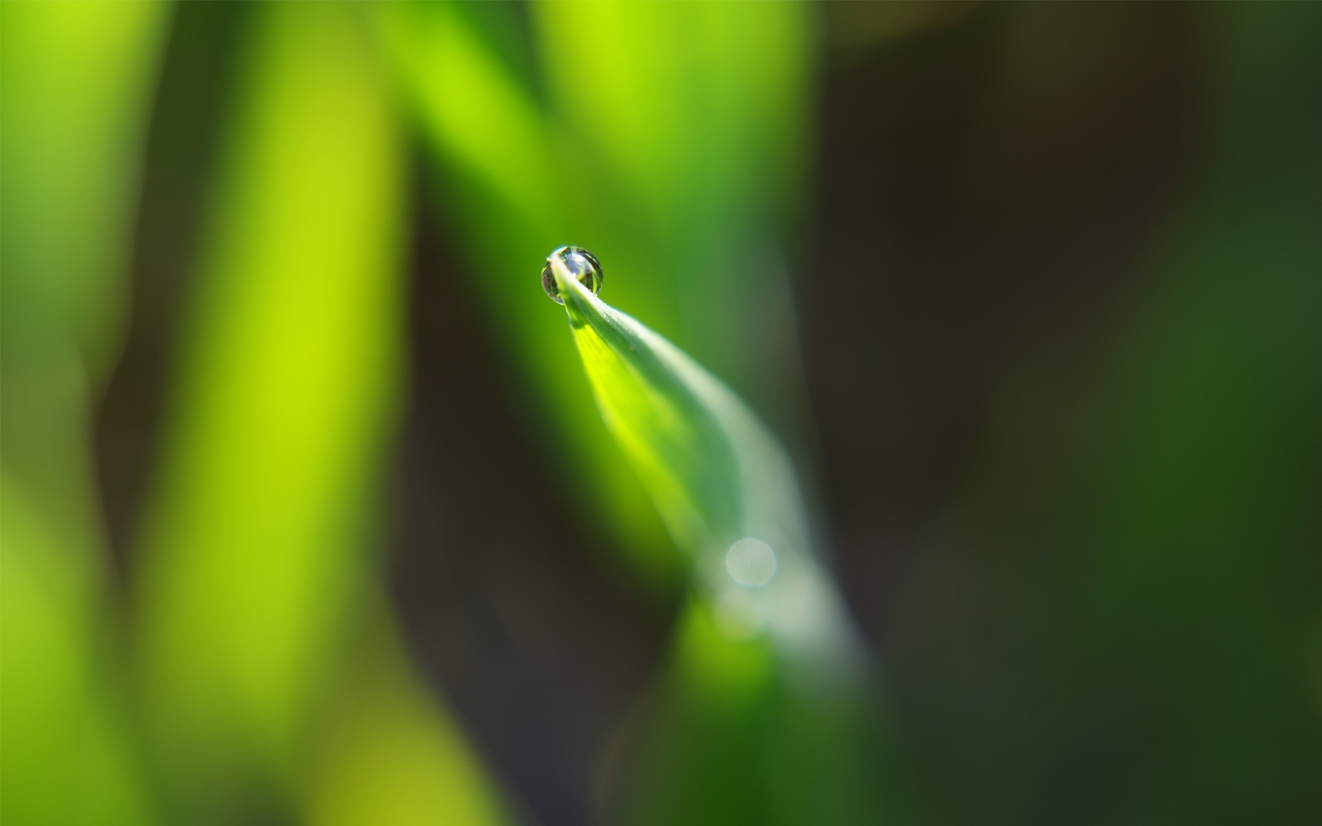 plants leaf rain dew nature drop blur growth flora droplet garden dof wet environment grass insect focus summer