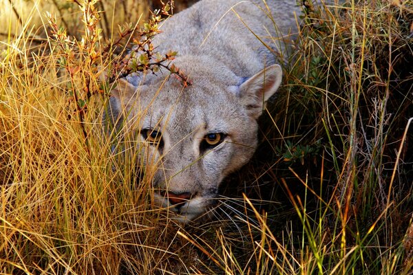 Crouching lioness in yellow grass