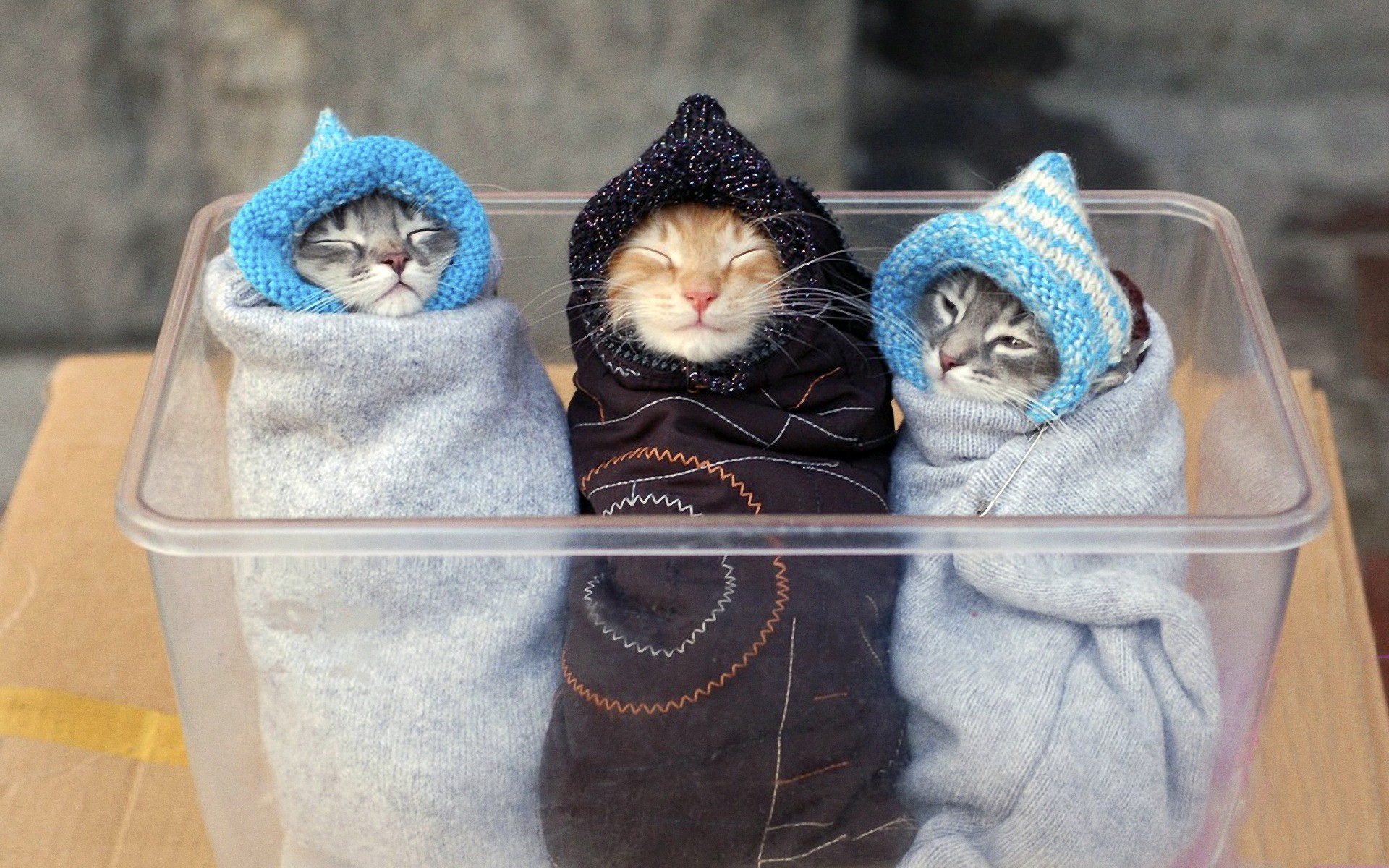 cats towel bath relaxation wooden desktop color animals