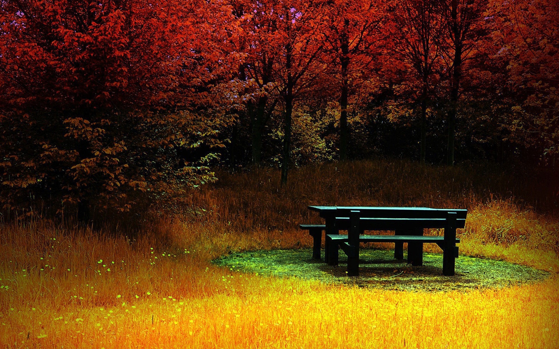 autumn fall bench tree landscape dawn wood park nature leaf outdoors background scenery