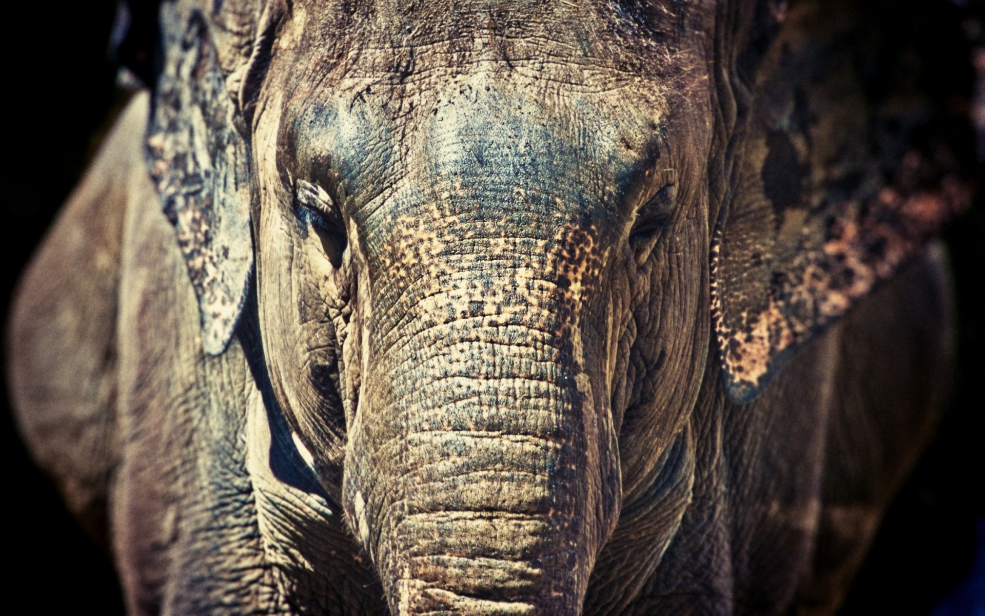 animals nature old head elephant animal skin close-up texture wildlife