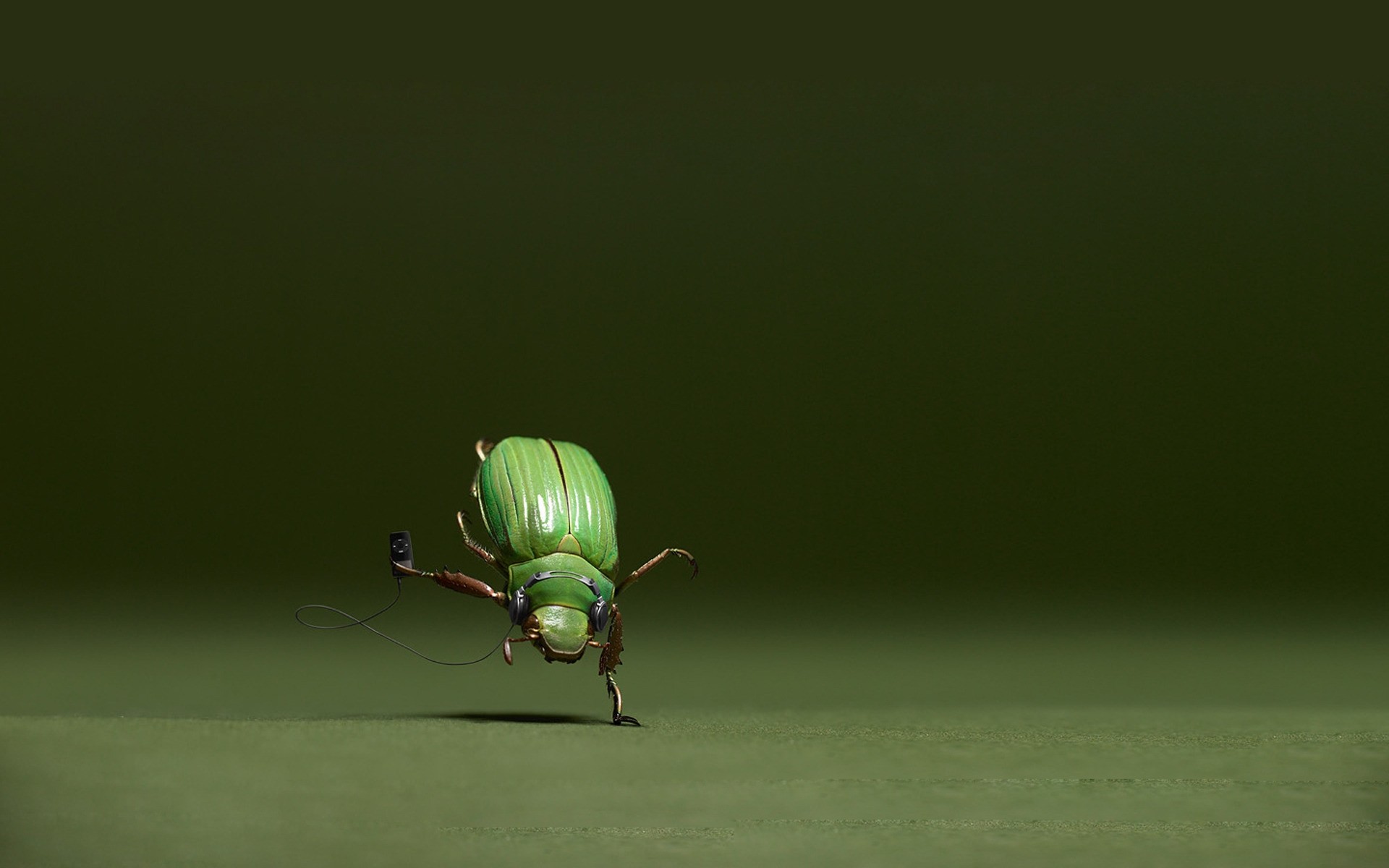photo manipulation insect beetle nature wildlife leaf ladybug grass rain animal fly