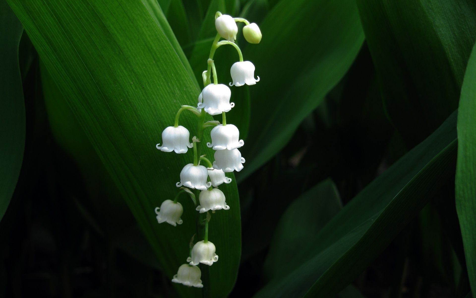 closeup leaf flora nature flower garden floral