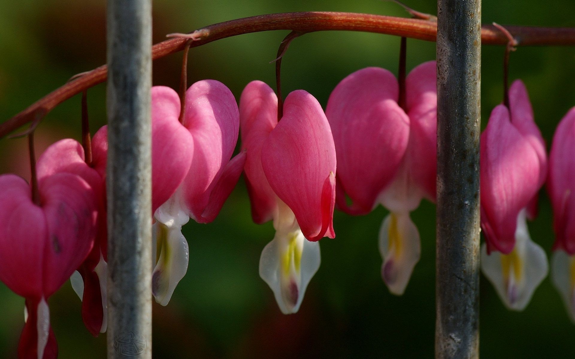 flowers nature flower garden flora color outdoors hanging blooming park leaf