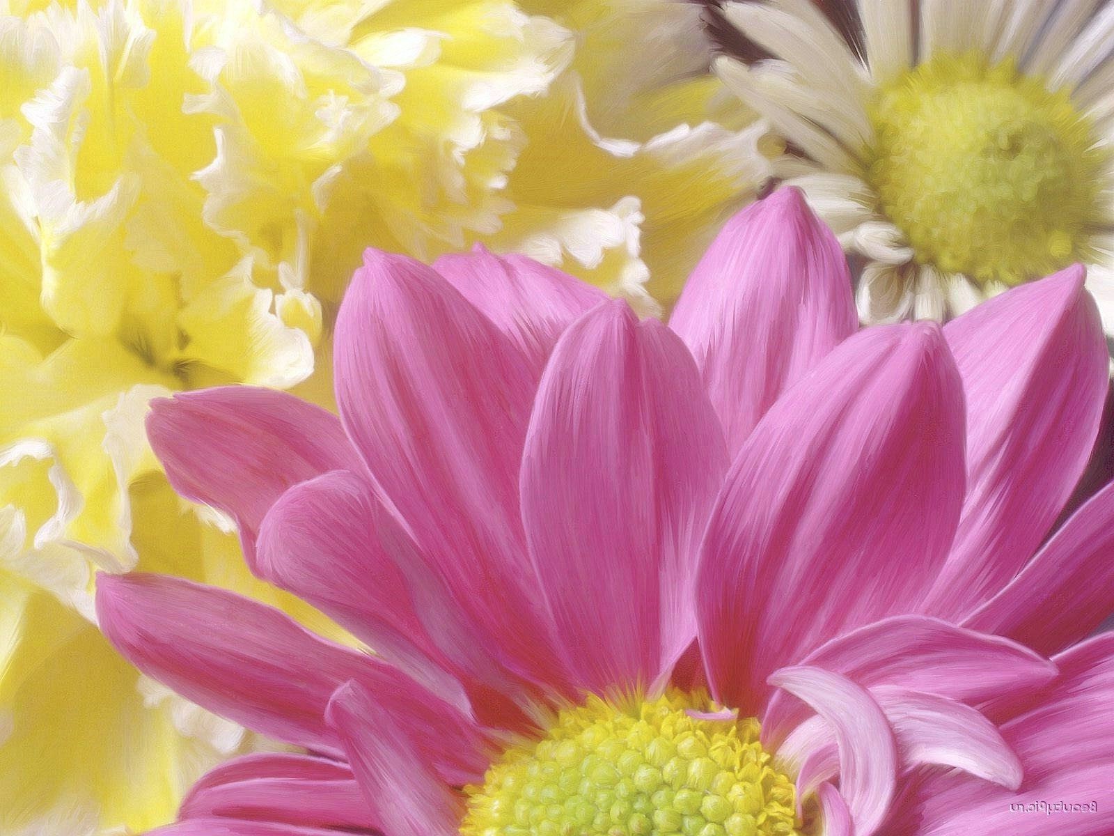 closeup flower nature floral flora petal beautiful summer color blooming bright bouquet garden leaf desktop gift love romantic romance close-up decoration