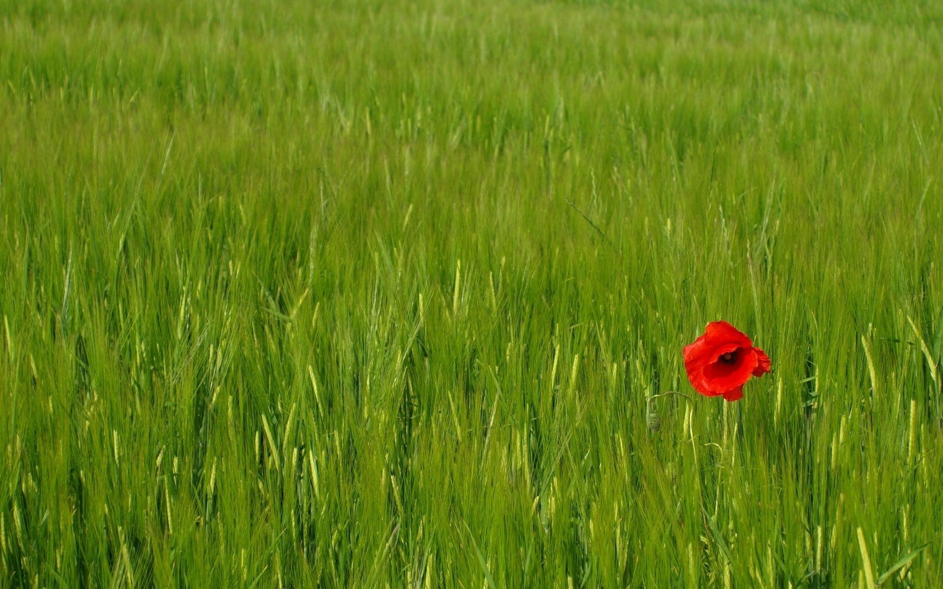 flowers field rural wheat pasture farm cereal hayfield grass growth agriculture summer countryside crop nature flora country landscape outdoors environment