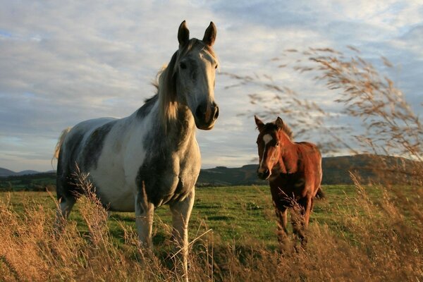 Beautiful stallions in the perfect nature