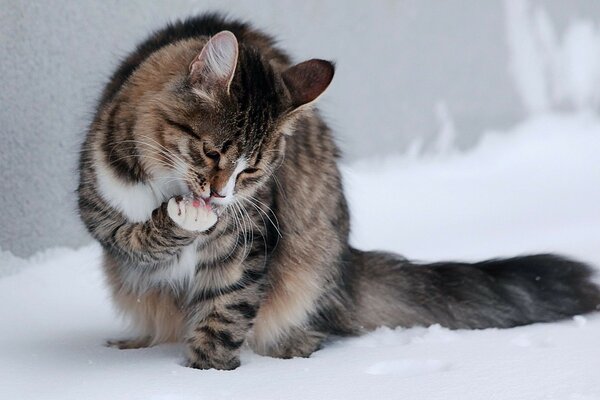Photo of a washing cat in the snow