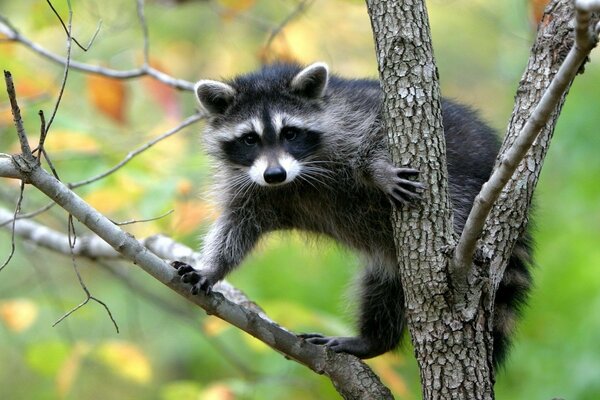 The raccoon greets you