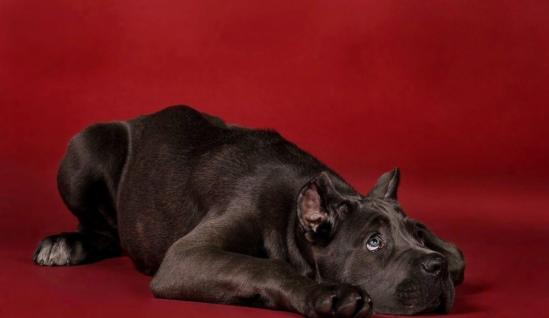 dogs dog mammal canine pet portrait puppy cute animal studio domestic one breed purebred sit