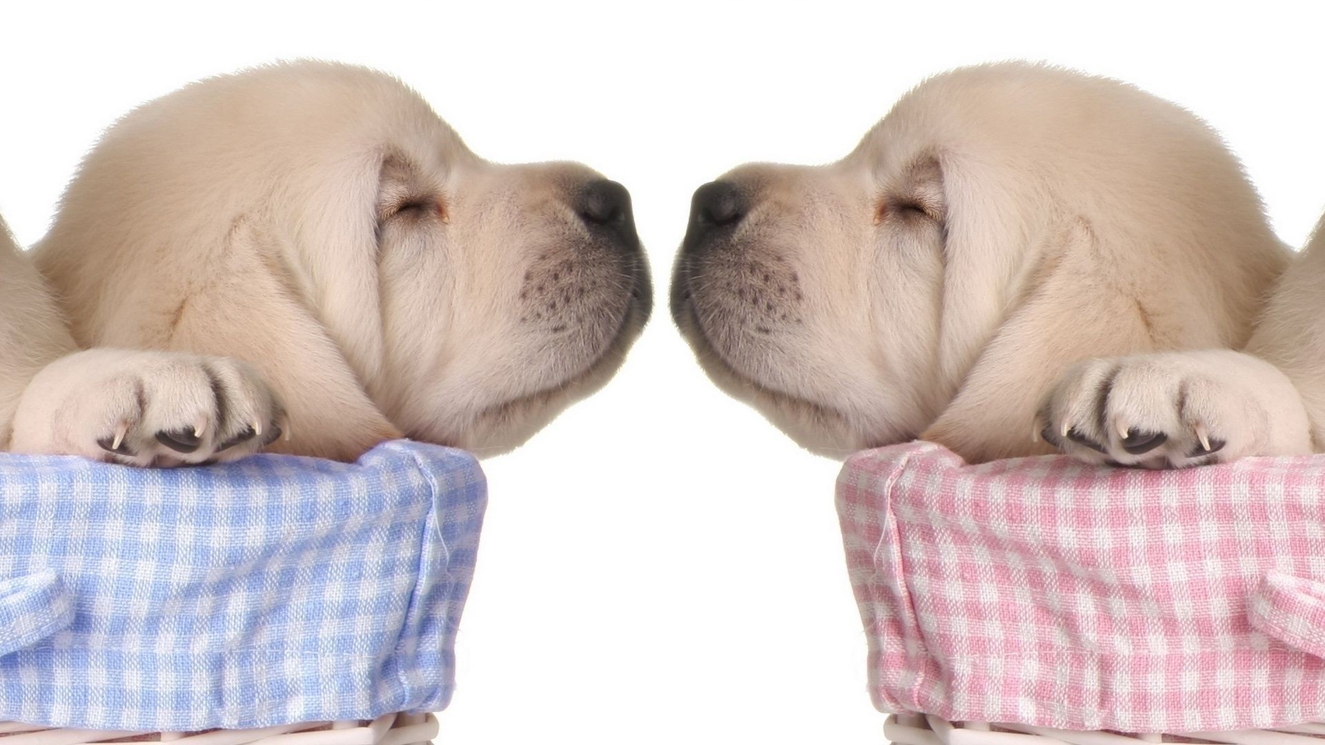 dogs dog cute puppy pet animal canine little retriever adorable sit mammal studio looking portrait domestic breed purebred funny