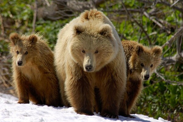 Bear family after hibernation in the snow