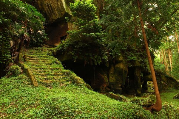 Fabulous nature in a green forest