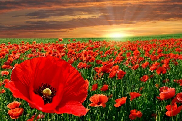 Field of poppies on the background of a golden sunset