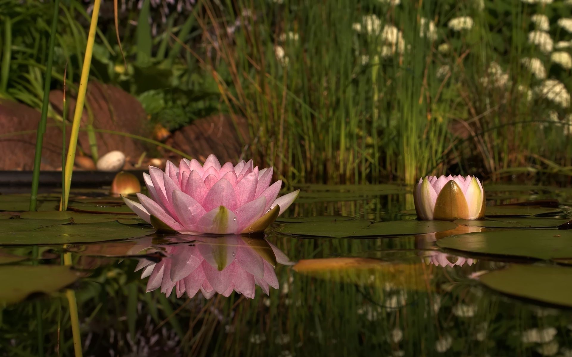 flowers in water flower nature garden pool flora blooming summer leaf lotus beautiful park color outdoors grass lily floral easter season romantic