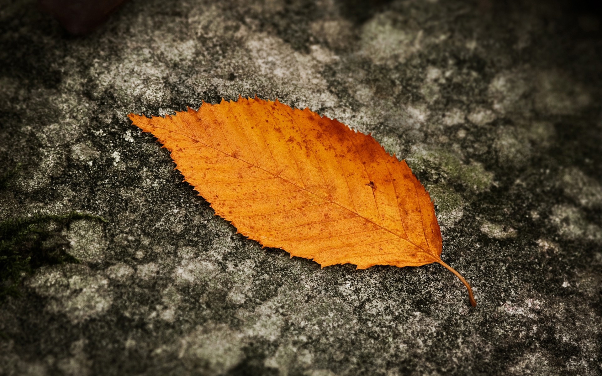 autumn nature leaf fall outdoors close-up desktop flora wood texture ground dry environment color season background