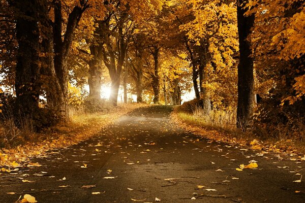 A path in the autumn park among the trees