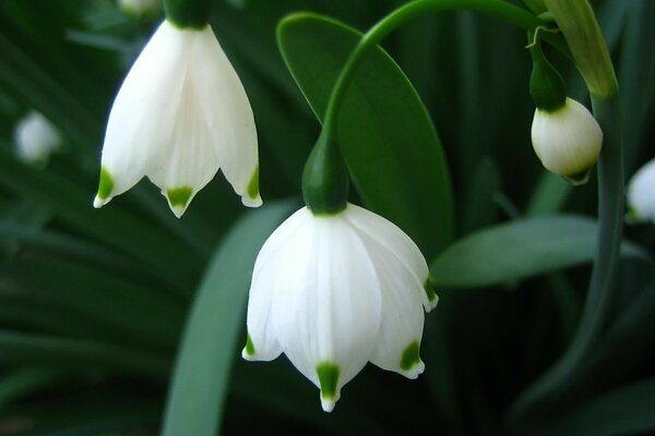 Beautiful white flower in the garden