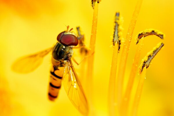 Insect bee flies on a flower