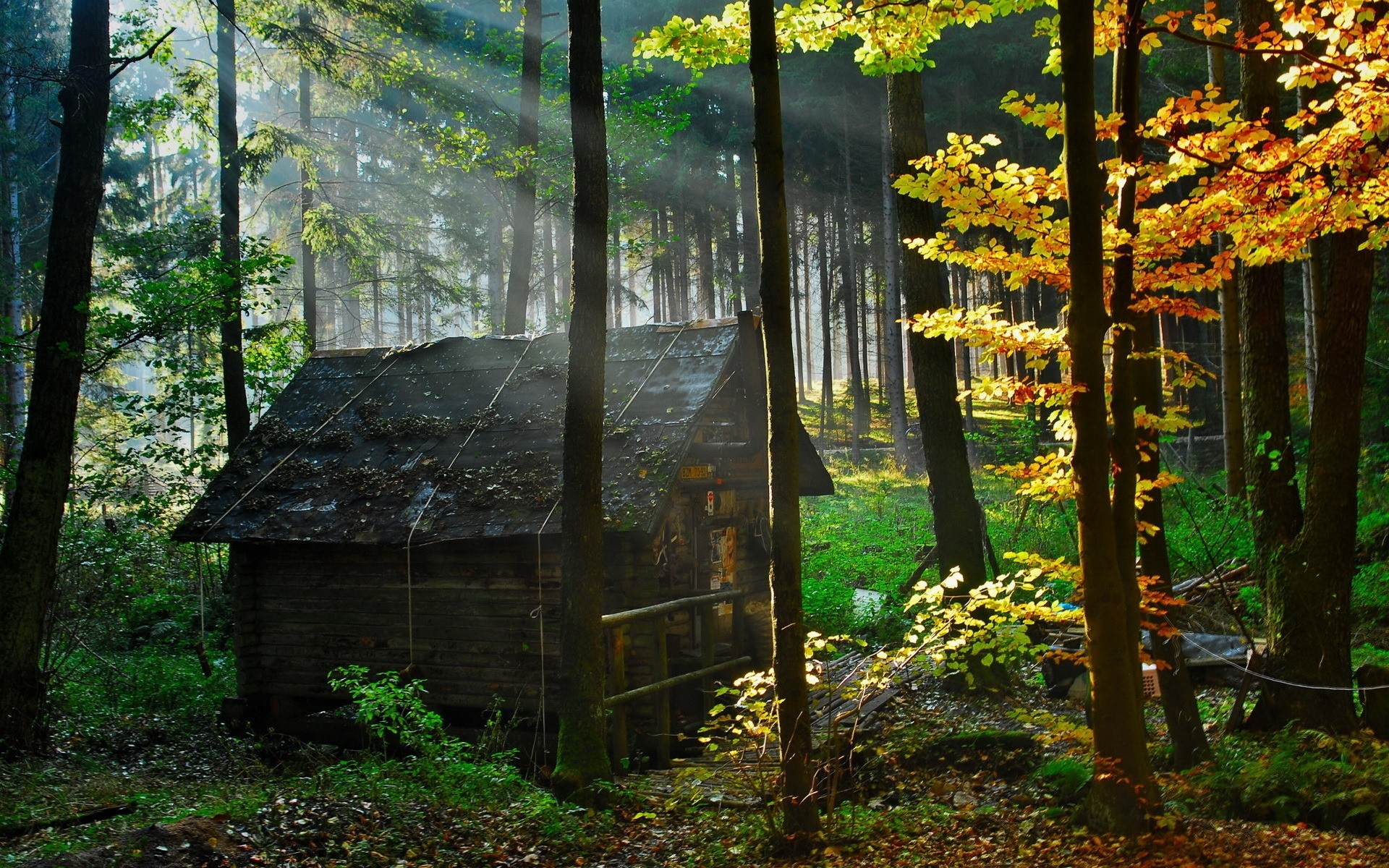 landscapes wood fall tree leaf nature landscape park outdoors guidance light daylight trees leaves