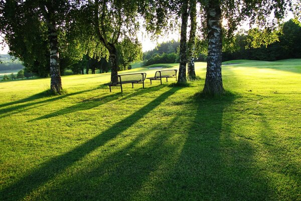Birch grove. summer park with benches