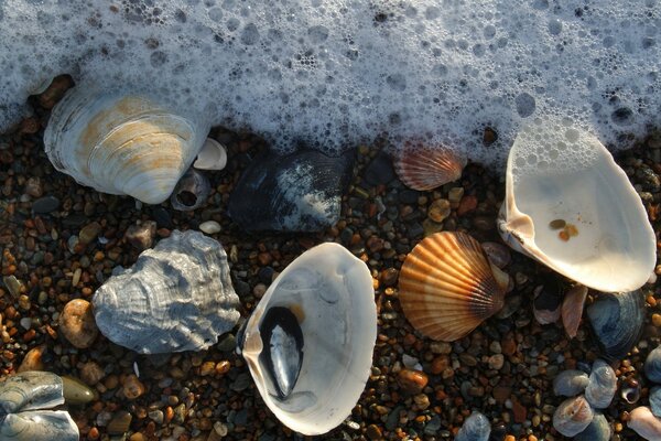 Beautiful seashells on the beach close-up