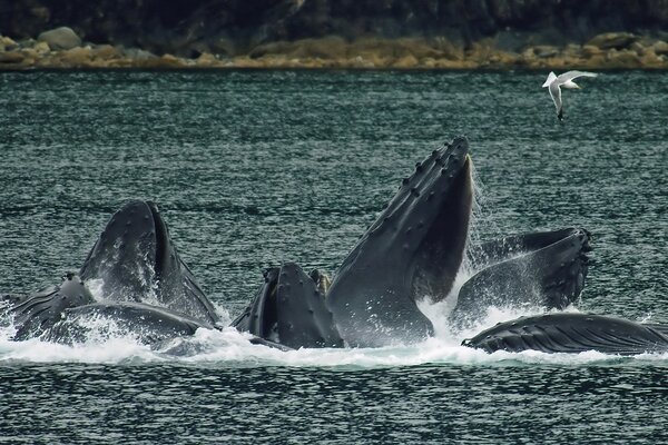 Humpback whales play on the coast