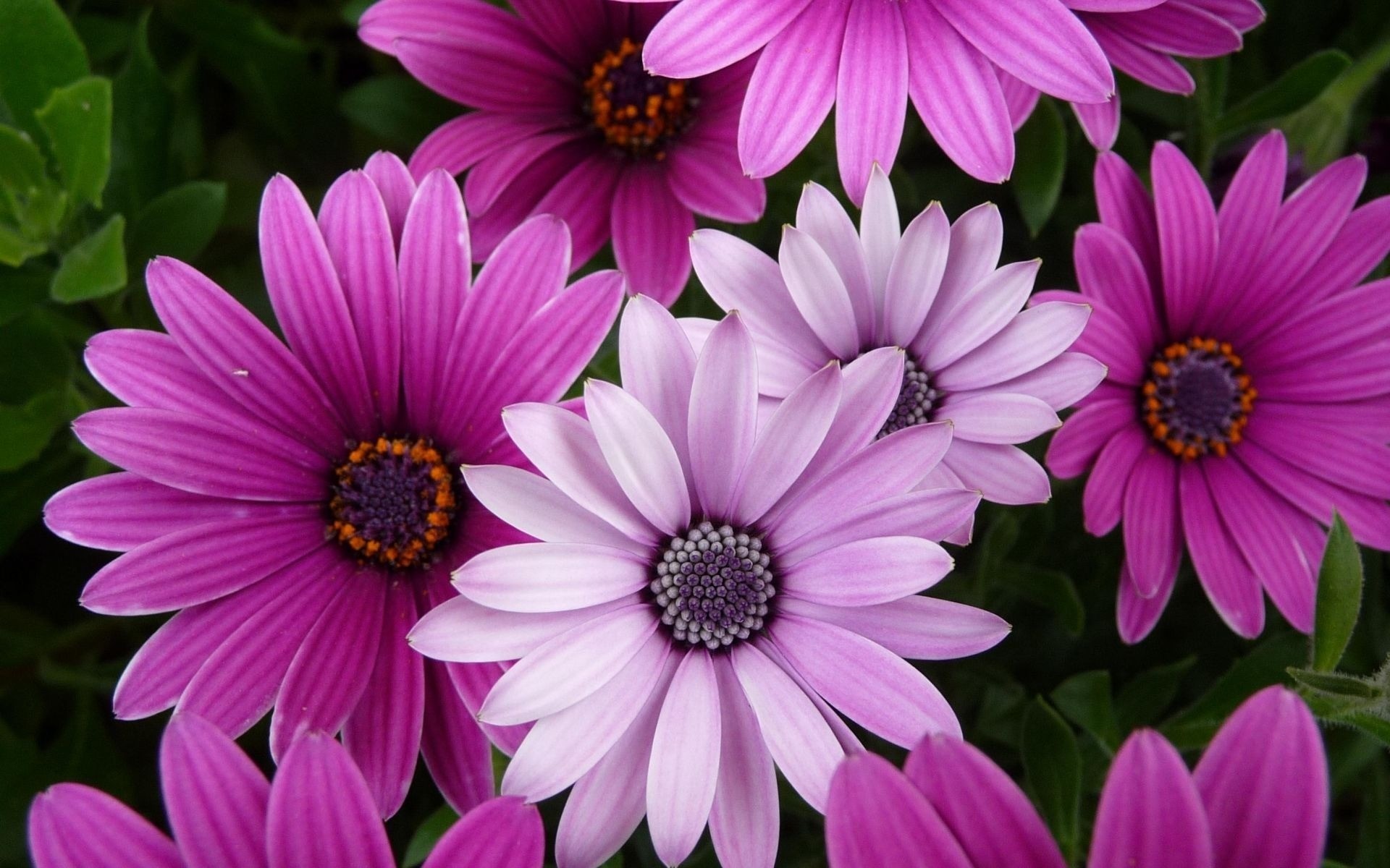 flowers flower flora nature garden summer petal blooming floral color bright leaf beautiful close-up outdoors perennial background photo