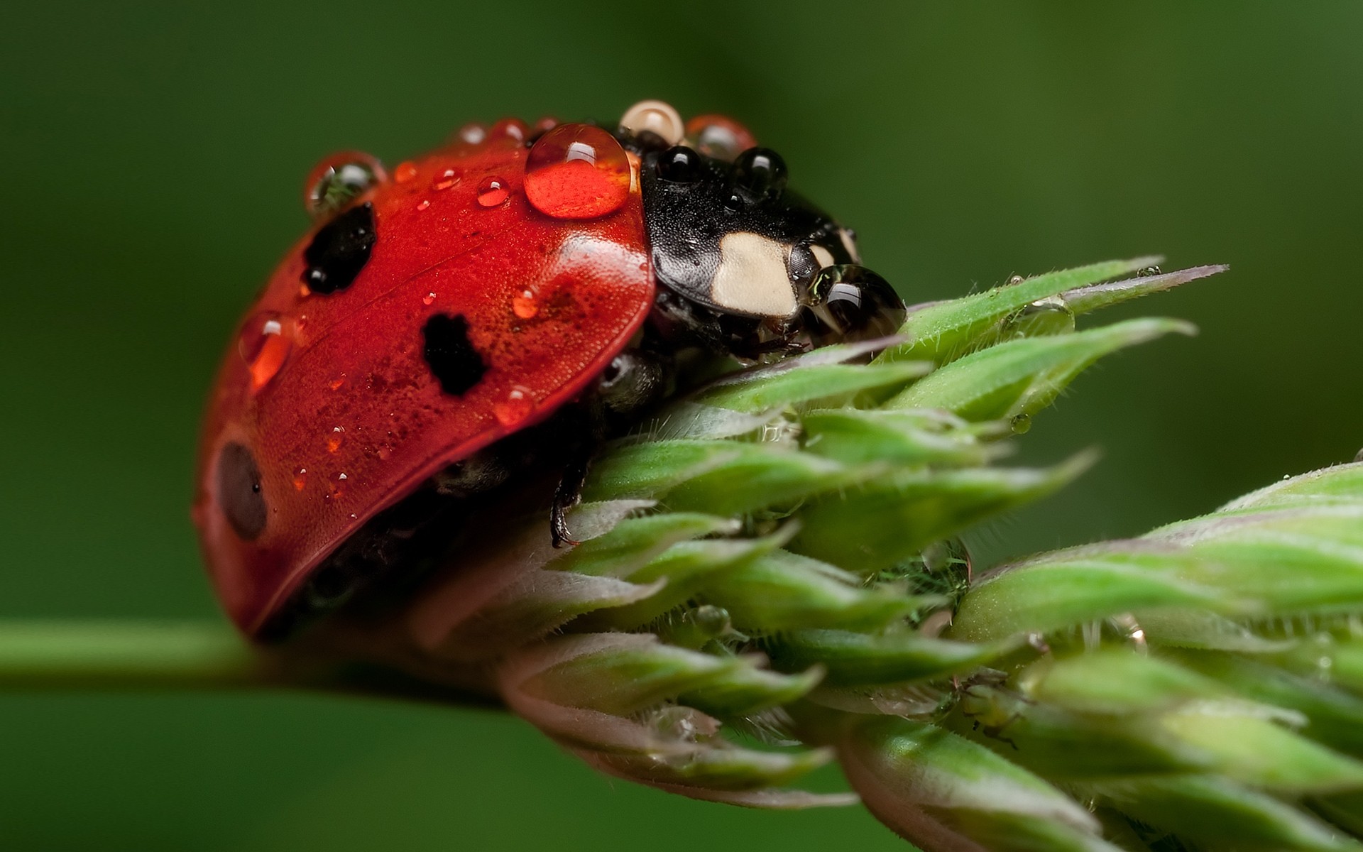 insects nature insect wildlife ladybug biology leaf animal outdoors invertebrate animals