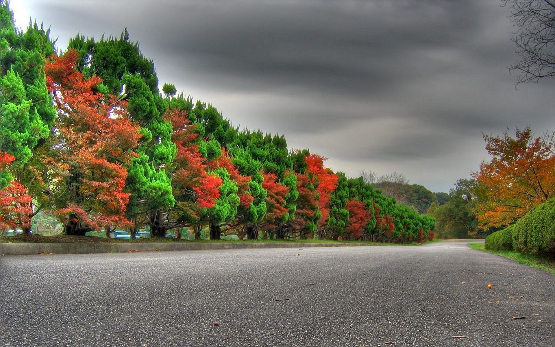 trees road tree leaf fall landscape guidance outdoors nature park street