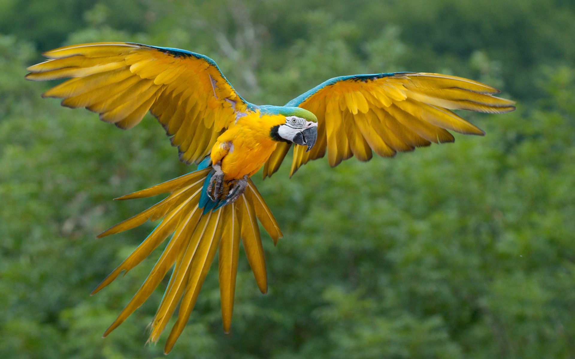 parrot bird wildlife nature feather wing beak wild outdoors colours animal