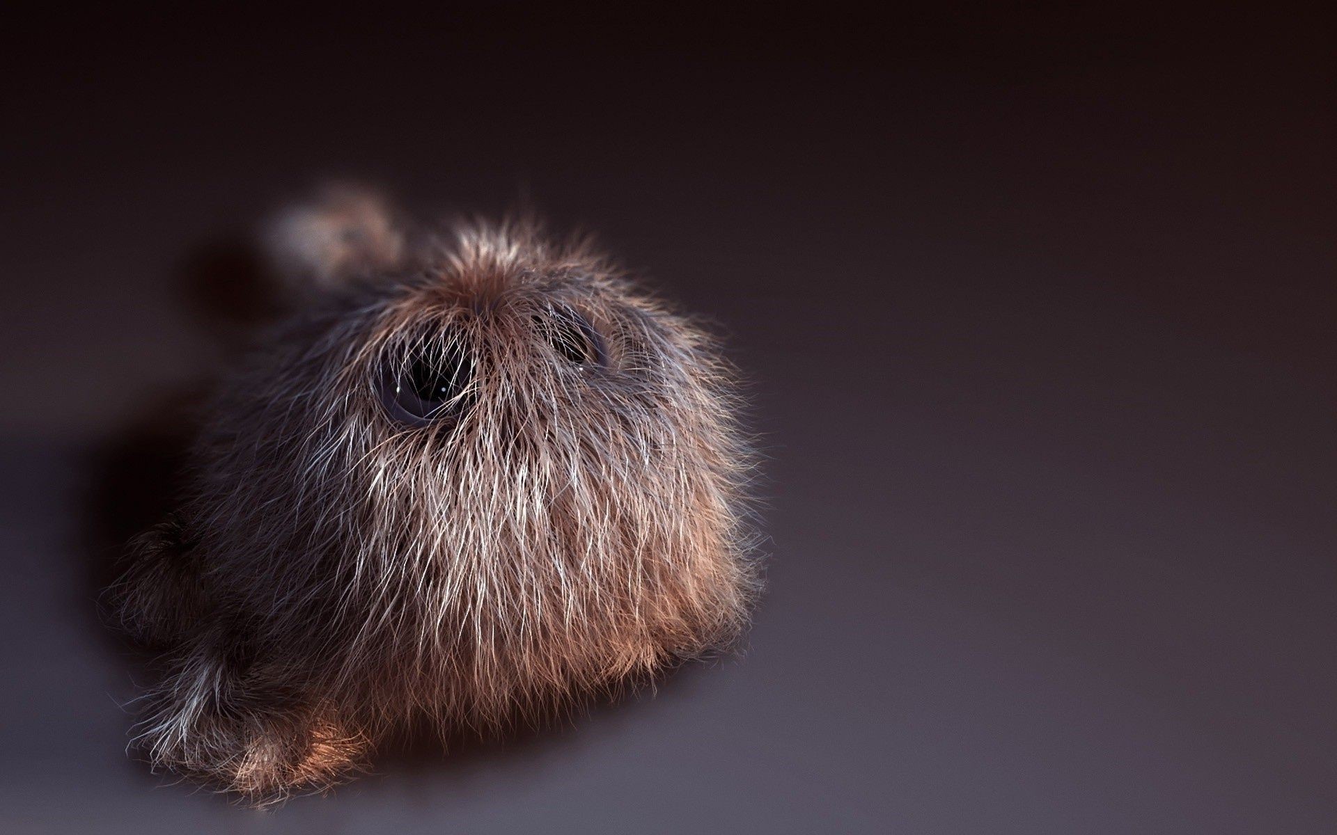 animals mammal hairy portrait one rodent fur animal cute studio little hair