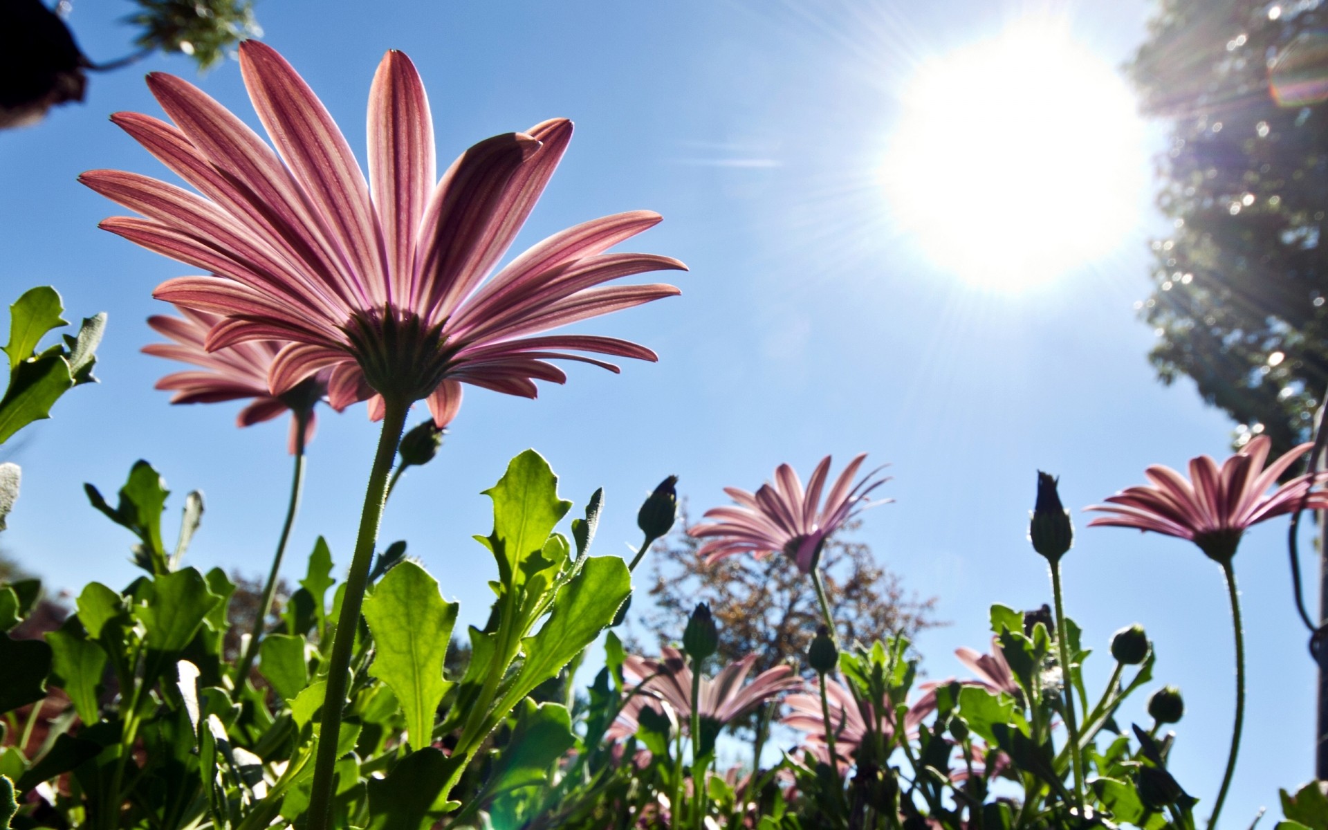 flowers flower nature summer flora bright garden sun growth color leaf fair weather outdoors petal