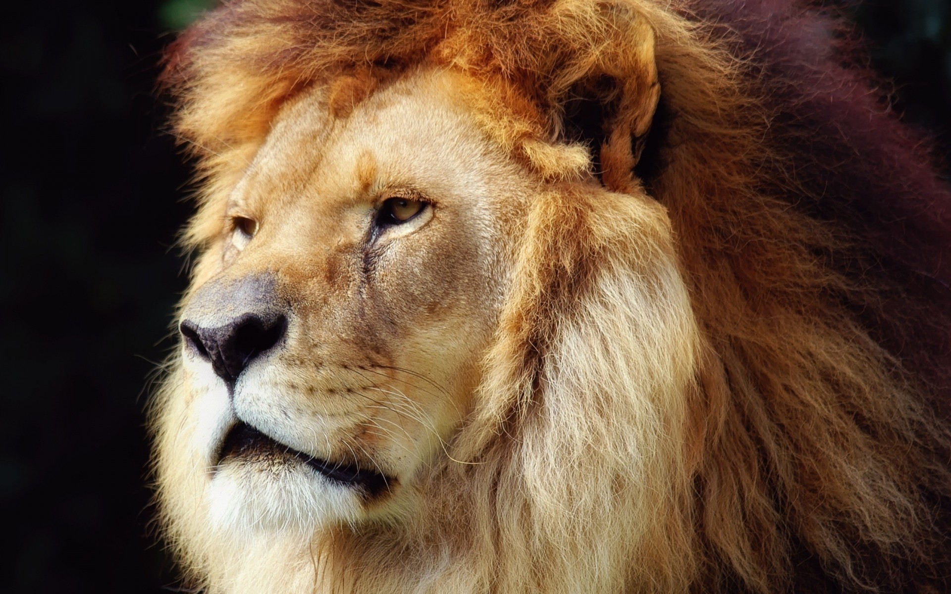 animals mammal portrait wildlife zoo fur cat animal lion wild predator nature hair king of savana