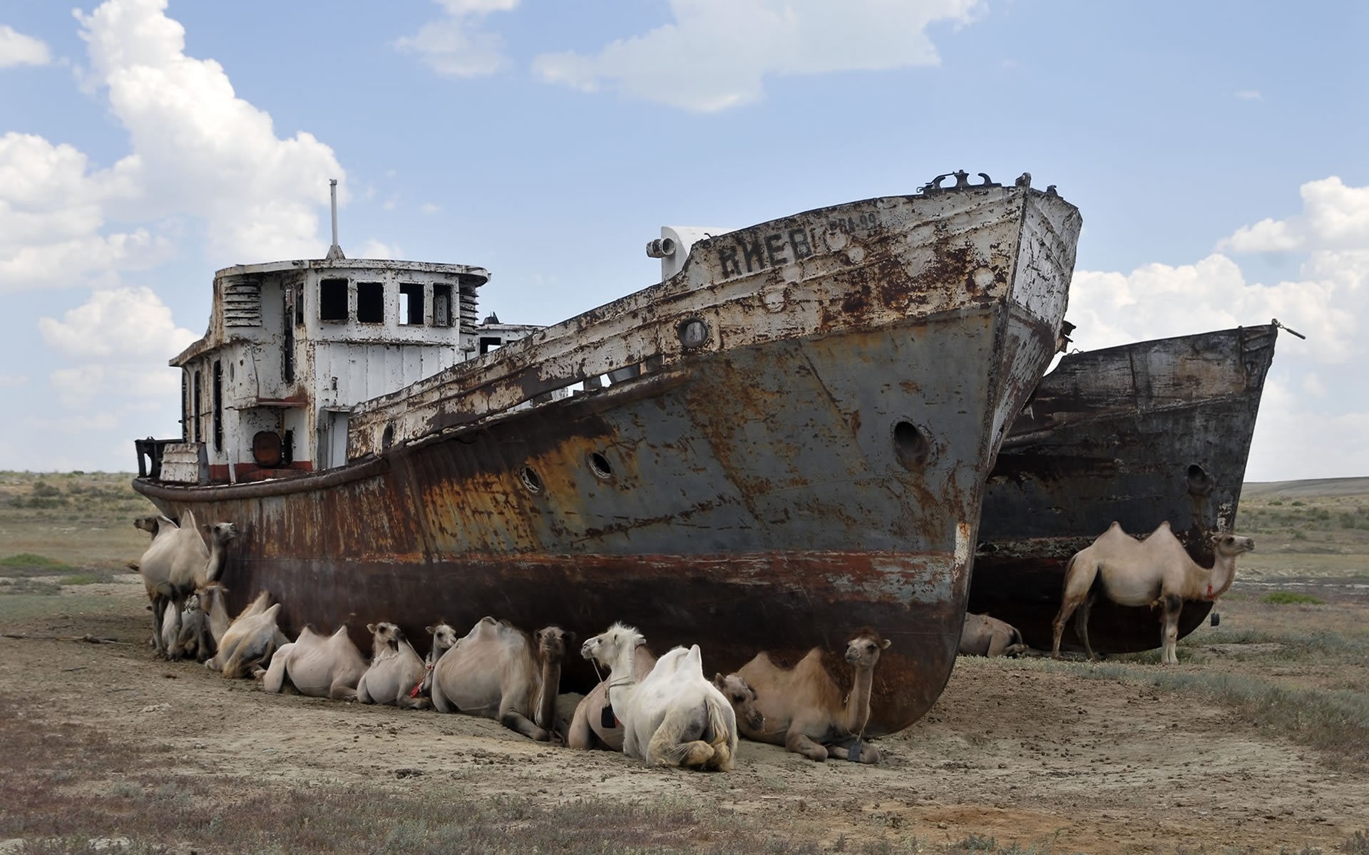 animals travel outdoors boat camel