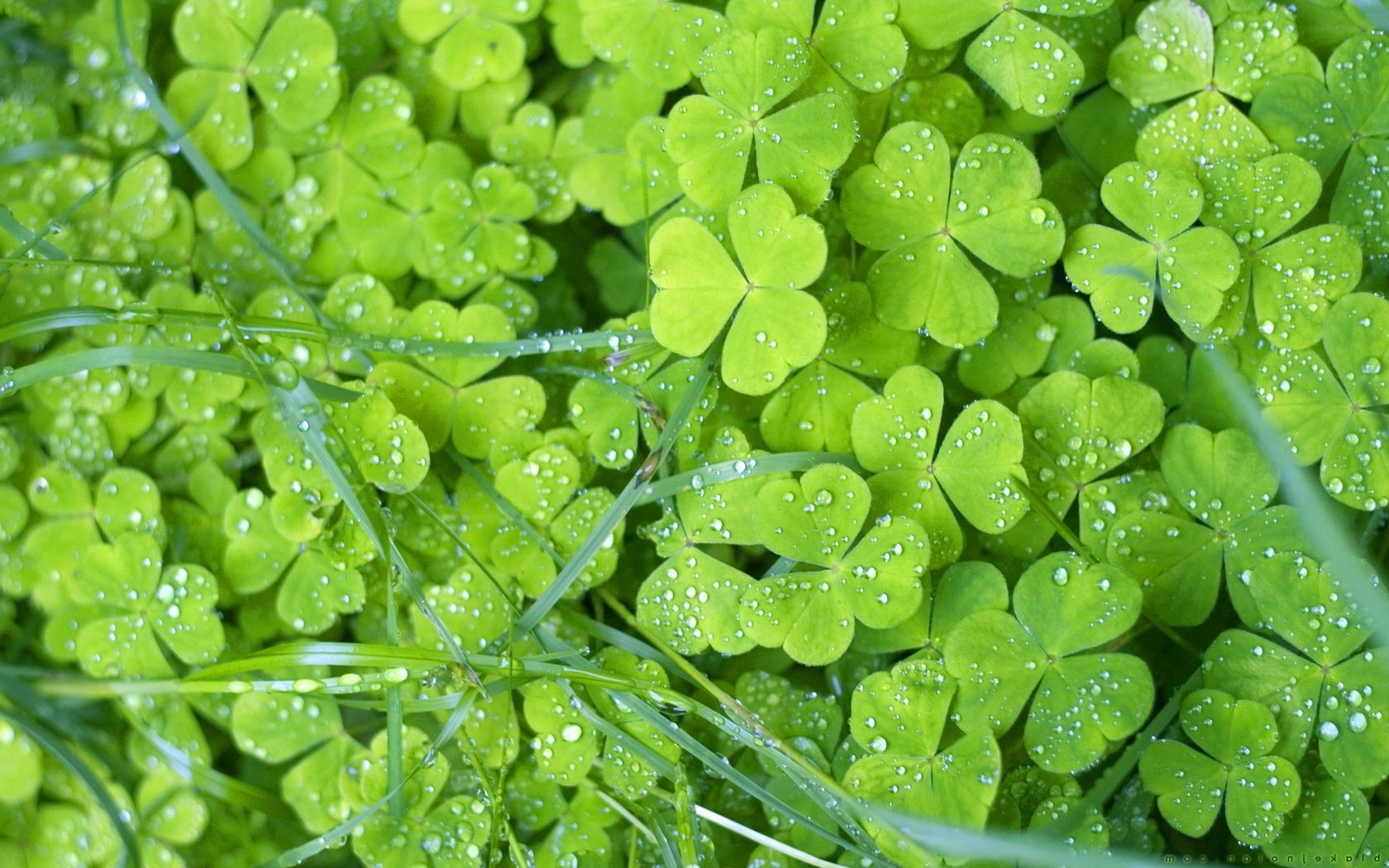 leaves leaf flora nature growth close-up environment clover garden freshness wet drop desktop lush dew rain ecology color summer