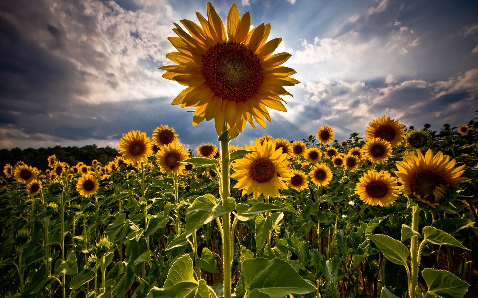 flowers nature sunflower flora summer field flower sun rural growth leaf bright fair weather sunny agriculture season color floral hayfield seed