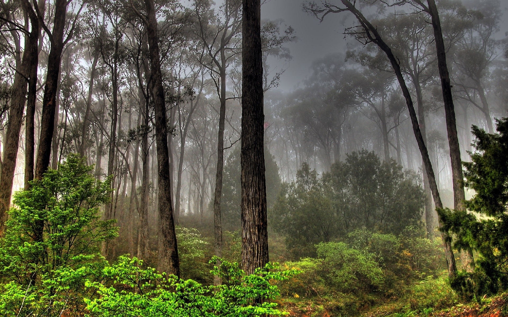 plants tree wood mist landscape fog nature leaf park dawn fall outdoors environment scenic