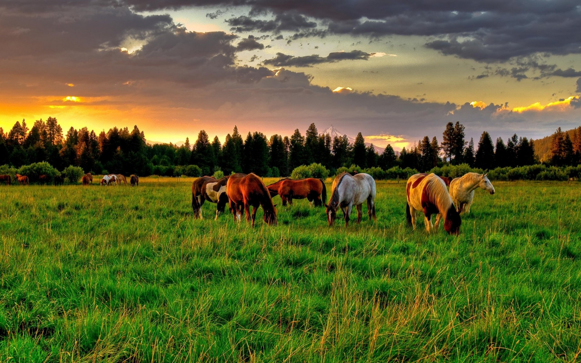 animals grass mammal pasture agriculture farm hayfield field rural nature animal outdoors grassland sunset trees horse