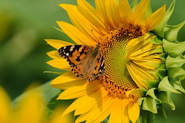 A butterfly pollinates a large sunflower