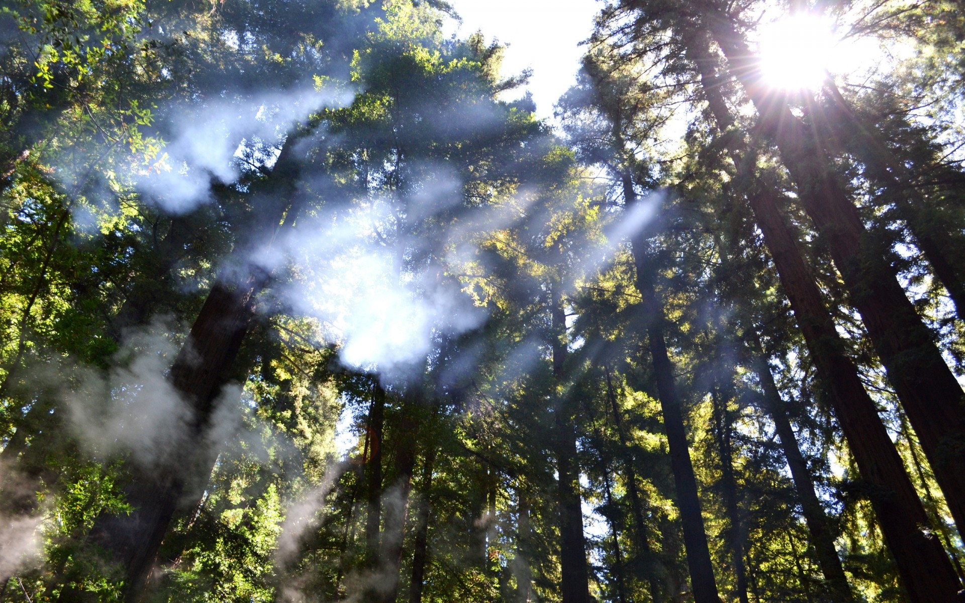 landscapes wood nature fair weather tree sun landscape leaf outdoors mist dawn park fog bright lush sunbeam summer environment light trees smoke