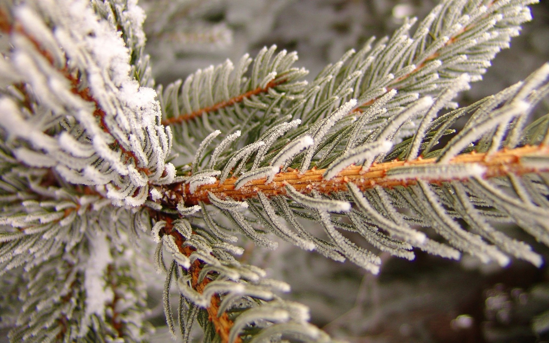 plants winter christmas pine needle tree season evergreen fir nature frost branch spruce coniferous decoration conifer cone snow celebration close-up