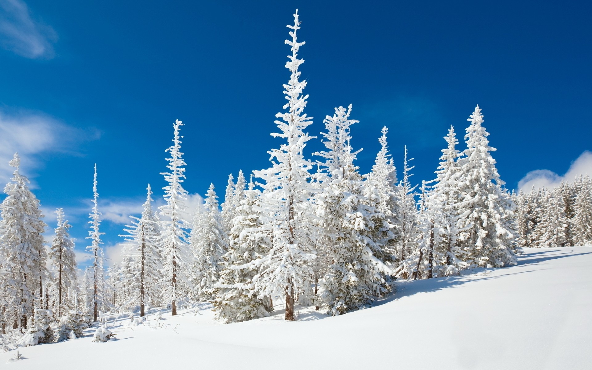 winter snow cold frost wood frozen season ice tree mountain snowy weather landscape fir scenic spruce evergreen powder nature fair weather winter wallpapers hd