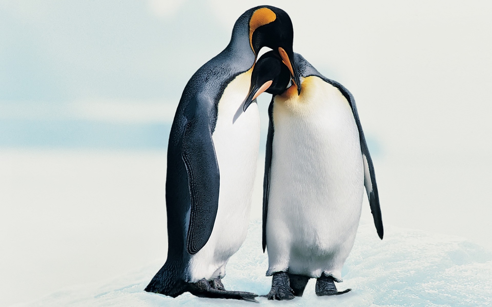 penguin bird snow winter frosty wildlife cold one ice two water outdoors ocean side view nature adult daylight animal sea