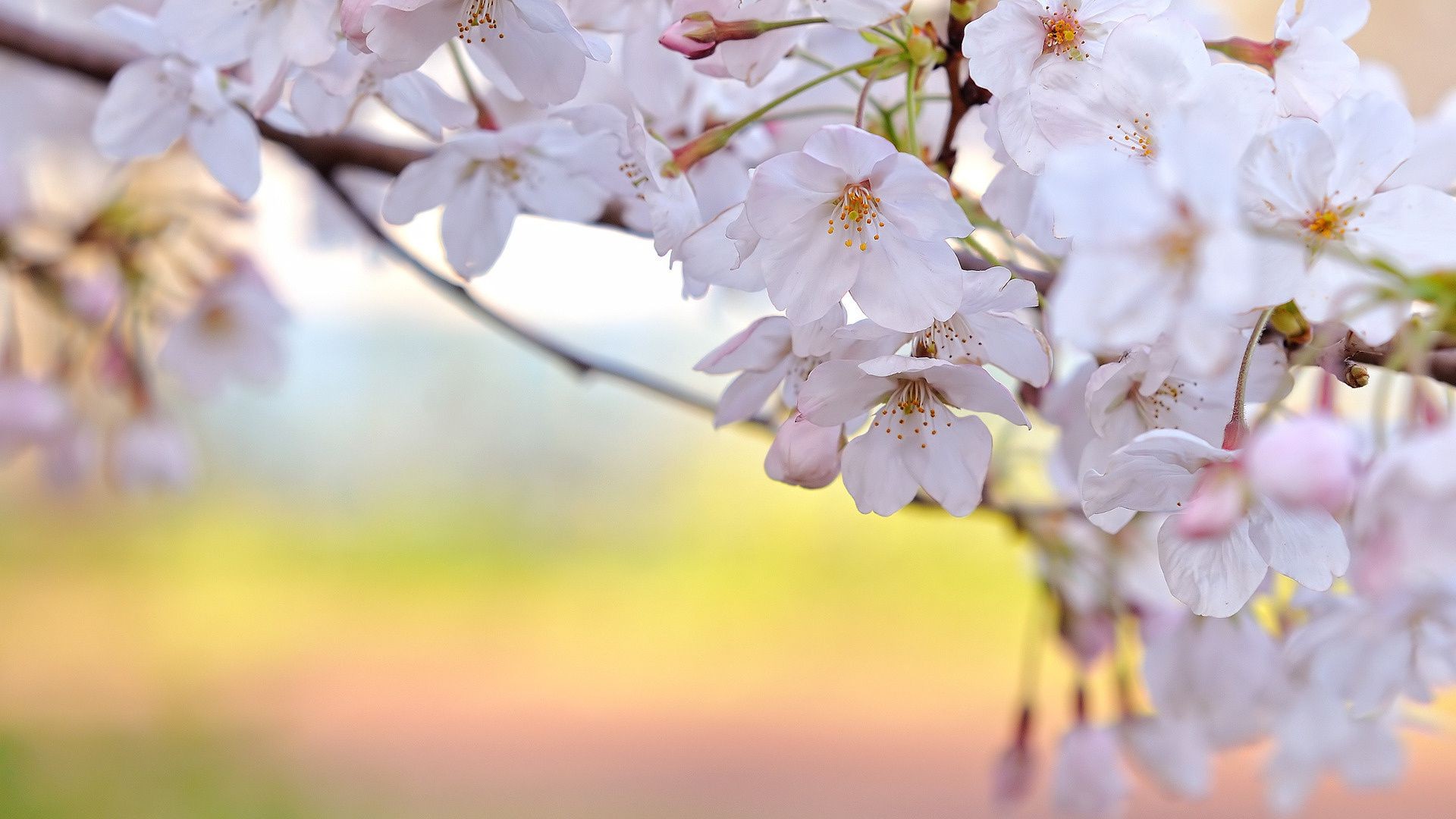 the flowers on the trees flower cherry nature garden flora tree branch apple blooming petal growth season leaf bud springtime floral blur outdoors summer