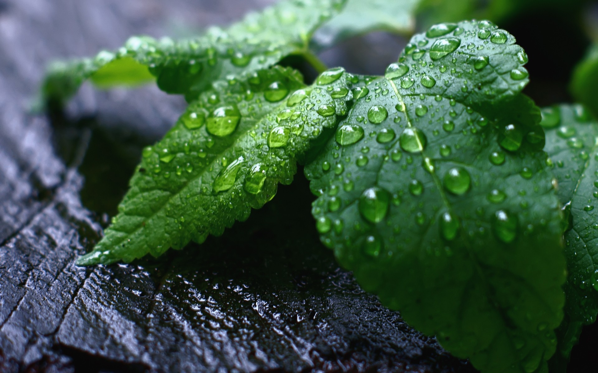 plants leaf flora drop rain nature dew growth freshness wet environment garden water close-up droplet herb purity fresh leaves