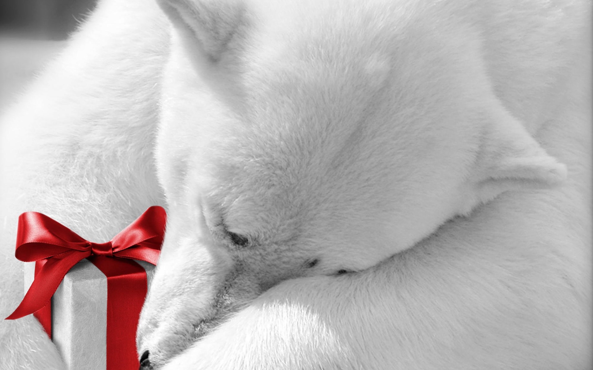animals mammal fur animal one dog cute pet portrait cat christmas bear white bear polar bear