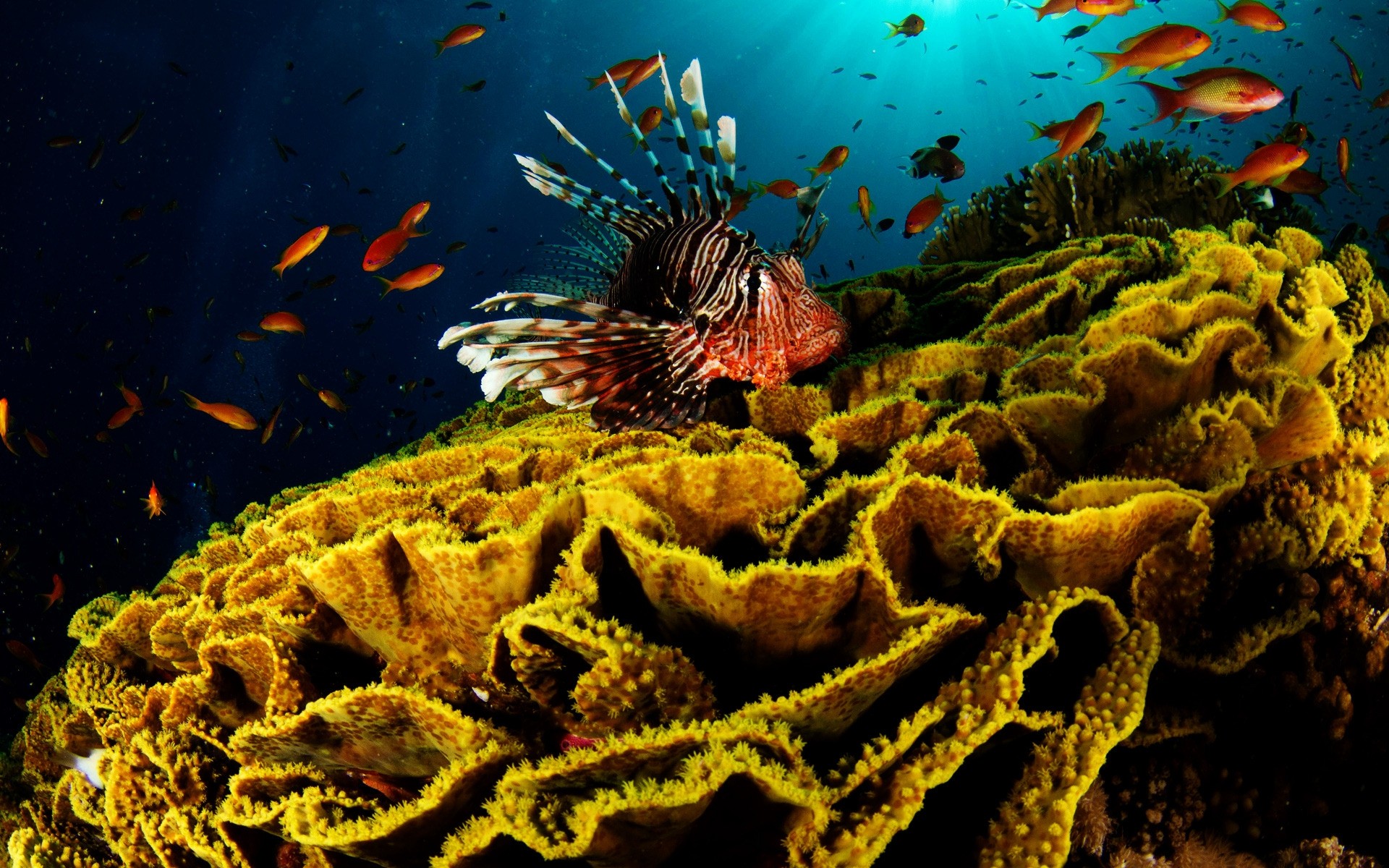amphibians underwater fish invertebrate coral sea ocean water reef